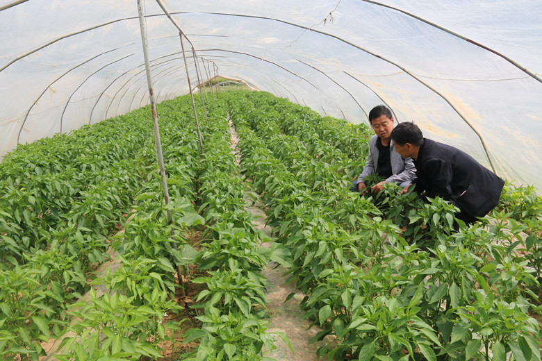 项目农户种植的蔬菜_副本.jpg